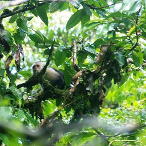 White-throated Capuchin at Monteverde Reserve, 21/04/14