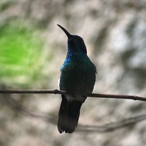 Green Violet-ear at Monteverde Hummingbird Gallery, 21/04/14