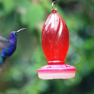 Violet Sabrewing at Monteverde Hummingbird Gallery, 21/04/14