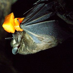Toltec Fruit Bat at the Bat Jungle, 21/04/14