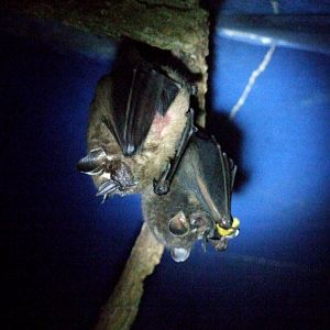 Toltec Fruit Bats at the Bat Jungle, 21/04/14