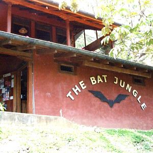View of the Bat Jungle Building, 21/04/14