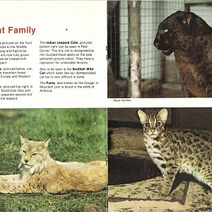 The Cat Family Bridgemere Wildlife Park guidebook