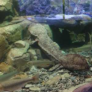 Giant salamander