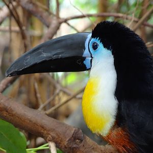 Channel-billed toucan