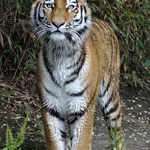 Amur tiger