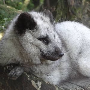 Arctic fox