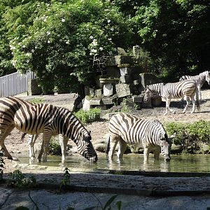Damara zebra