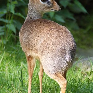Kirk's dik-dik