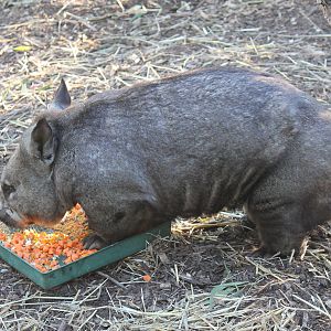 Southern hairy-nosed wombat (Lasiorhinus latifrons)