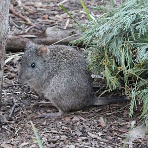 Long-nosed potoroo (Potorous tridactylus)