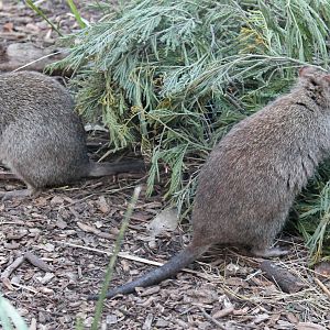 Long-nosed potoroos (Potorous tridactylus)