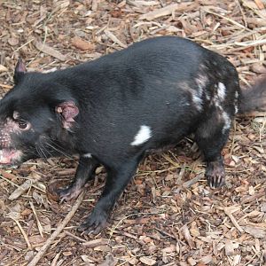 Tasmanian devil (Sarcophilus harrisii)