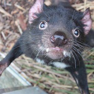 Tasmanian devil (Sarcophilus harrisii)
