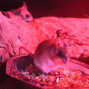 Spinifex hopping mice (Notomys alexis)