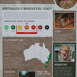 quoll signage