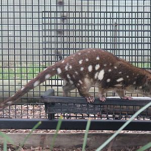 female Spot-tailed quoll (Dasyurus maculatus)