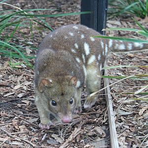 female Spot-tailed quoll (Dasyurus maculatus)