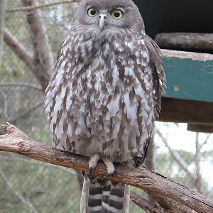 female Barking Owl (Ninox connivens)