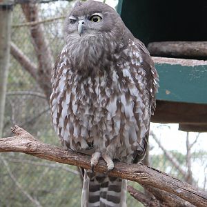 female Barking Owl (Ninox connivens)