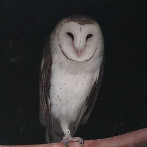 Australian barn owl (Tyto alba delicatula)