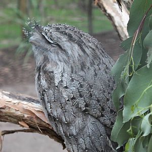 tawny frogmouth (Podargus strigoides)