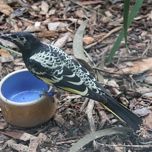 Regent honeyeater (Anthochaera phrygia)