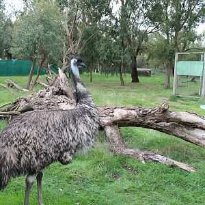 emu enclosure