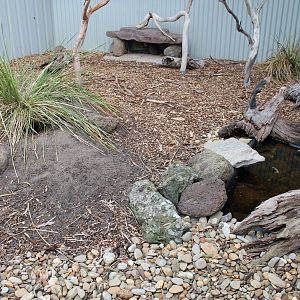 enclosure for lace monitors (Varanus varius)