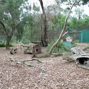 dingo enclosure