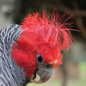 male gang-gang cockatoo (Callocephalon fimbriatum)