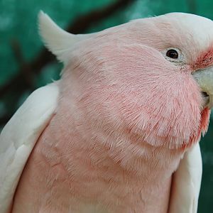 Major Mitchells cockatoo (Cacatua leadbeateri)