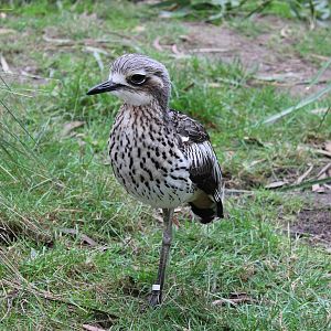 Bush stone-curlew (Burhinus grallarius)