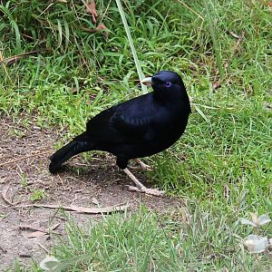 male satin bowerbird (Ptilonorhynchus violaceus)