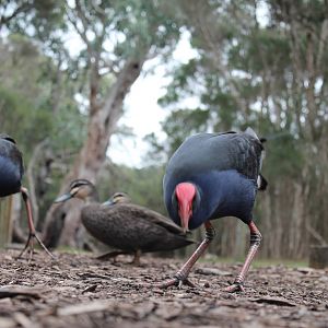 purple swamphens (Porphyrio porphyrio)
