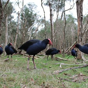 purple swamphens (Porphyrio porphyrio)