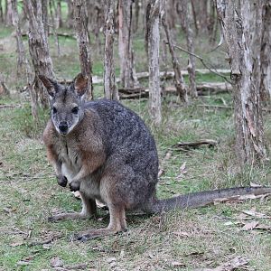 tammar wallaby (Macropus eugenii)