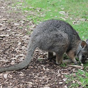 tammar wallaby (Macropus eugenii)