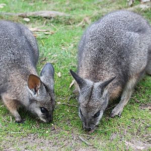 tammar wallabies (Macropus eugenii)