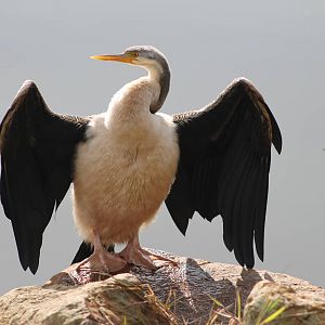 Female Australian Darter