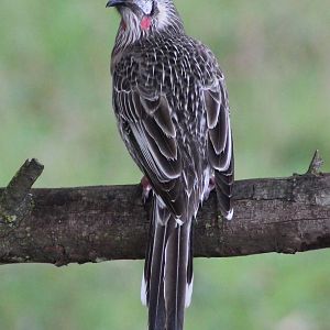red wattlebird (Anthochaera carunculata)