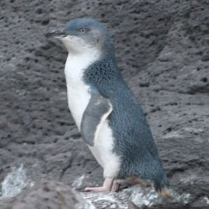 little blue penguin (Eudyptula minor)