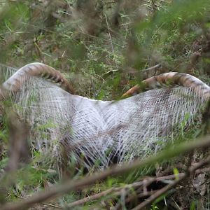male Superb Lyrebird (Menura novaehollandiae) in display