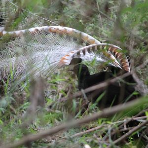 male Superb Lyrebird (Menura novaehollandiae) in display