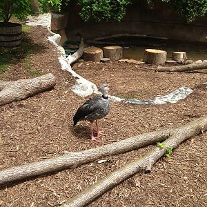 5/28/2014 - Crested Screamer