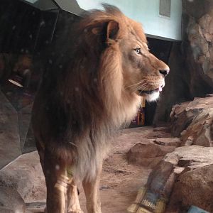 5/28/2014 - Themba Up-Close