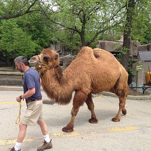 5/28/2014 - Camel Crossing