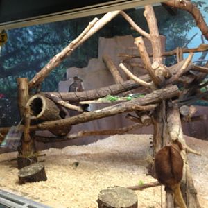 5/28/2014 - Matschie's Tree Kangaroo Exhibit