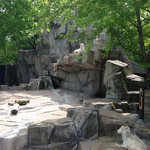 5/28/2014 - Dall Sheep Exhibit