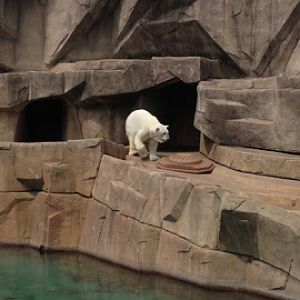 5/28/2014 - Snow Lilly